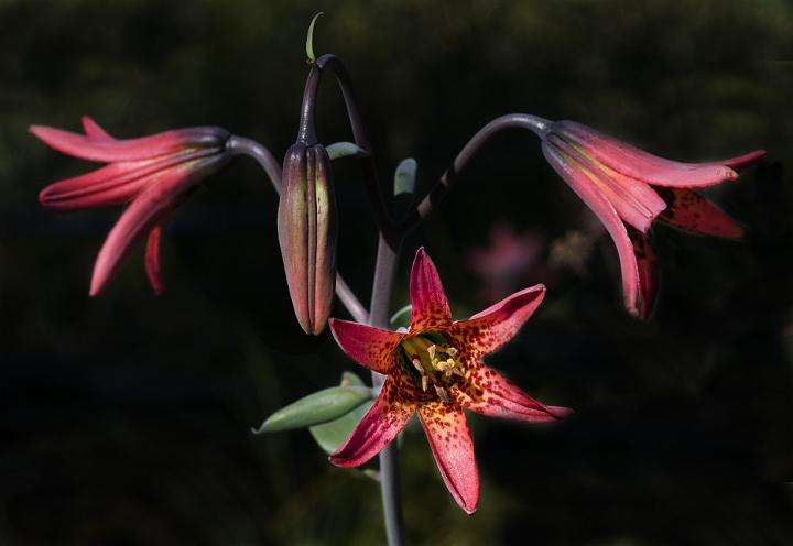 Bolanders Lily, Lillium bolanderi.jpg